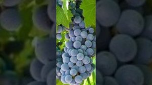 Когда в Твои слова вникаю