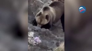 Ужас на кладбище в Златоусте: медведь-трупоед разрывает могилы