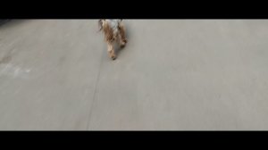 Мы идём гулять с собакой! | 3-июн-2024, 3