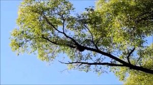 Слетевший рой