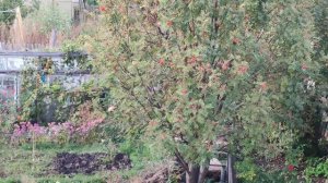 Рябина в деревне в огороде