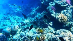 МОРЕ В ЕГИПТЕ ПОД ВОДОЙ ВОЗЛЕ РИФА с маской. Хургада. Макади- Бей. Красное море.