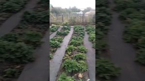 Привела клубнику в порядок, удобрила , обработала от болезней. Копошусь одна