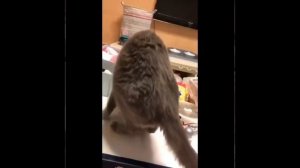 Видео от МЯУтаверс – как метавселенная, но с котами