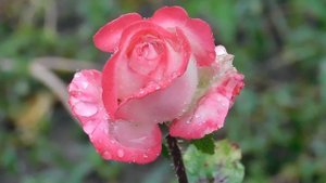 29=09=2025  ПВН  КМР . ОСЕНЬ .ДОЖДЬ.  MP4 (210)