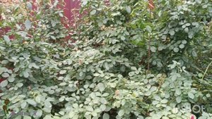 Полюбуемся на розы в октябре!