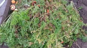 Радуга. Снег.Конец сентября.Убираем морковь.