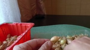 Озимый лук "Ледокол"