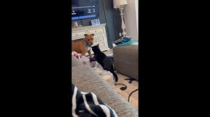 Сборник смешных видео 1