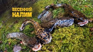 Съездил к налимам и даже забрал немножко домой, р.Кама