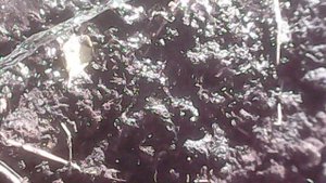 Полив прикопанных саженцев ОКС