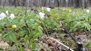 ВЕСЕННИЙ ЛЕС ПОДСНЕЖНИКИ ПЕНИЕ ПТИЦ