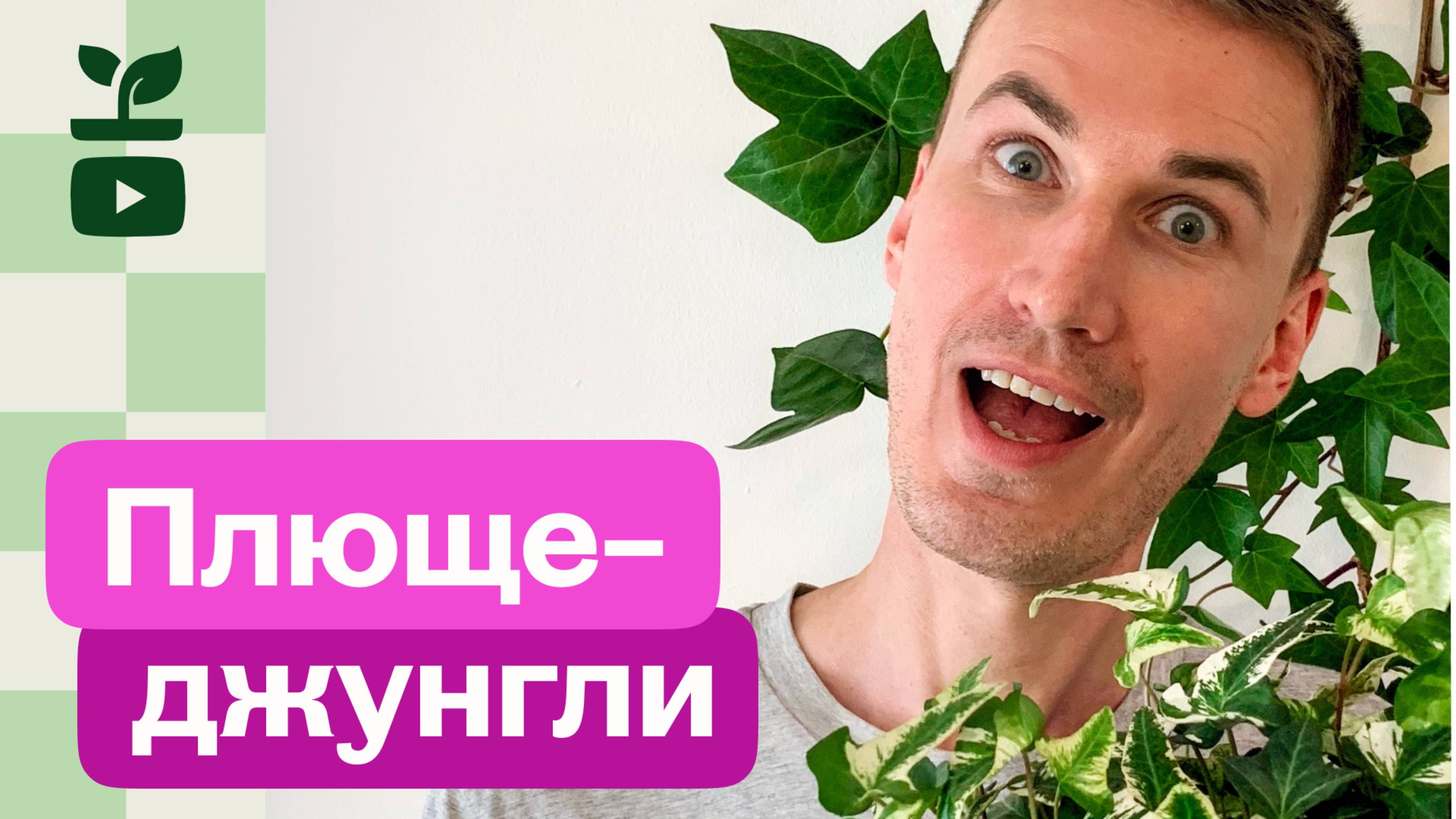 Теневыносливое растение Плющ / Хедера. Секреты ухода