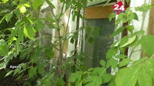 Аукцион на дом Курочкина объявлен