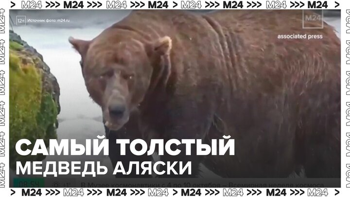 На Аляске выбрали самого толстого медведя - Москва 24