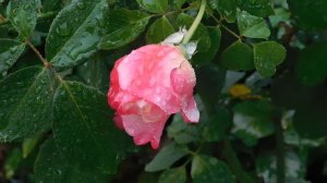 29=09=2025  ПВН  КМР . ОСЕНЬ .ДОЖДЬ.  MP4 (184)