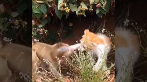 Котёнок и обезьянка выясняют отношения 🤩❤️😘🐵🐱