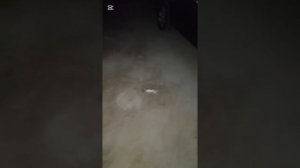 Помогите пристроить Кангала девочку