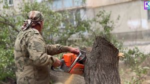 В Керчи продолжается спил аварийных деревьев