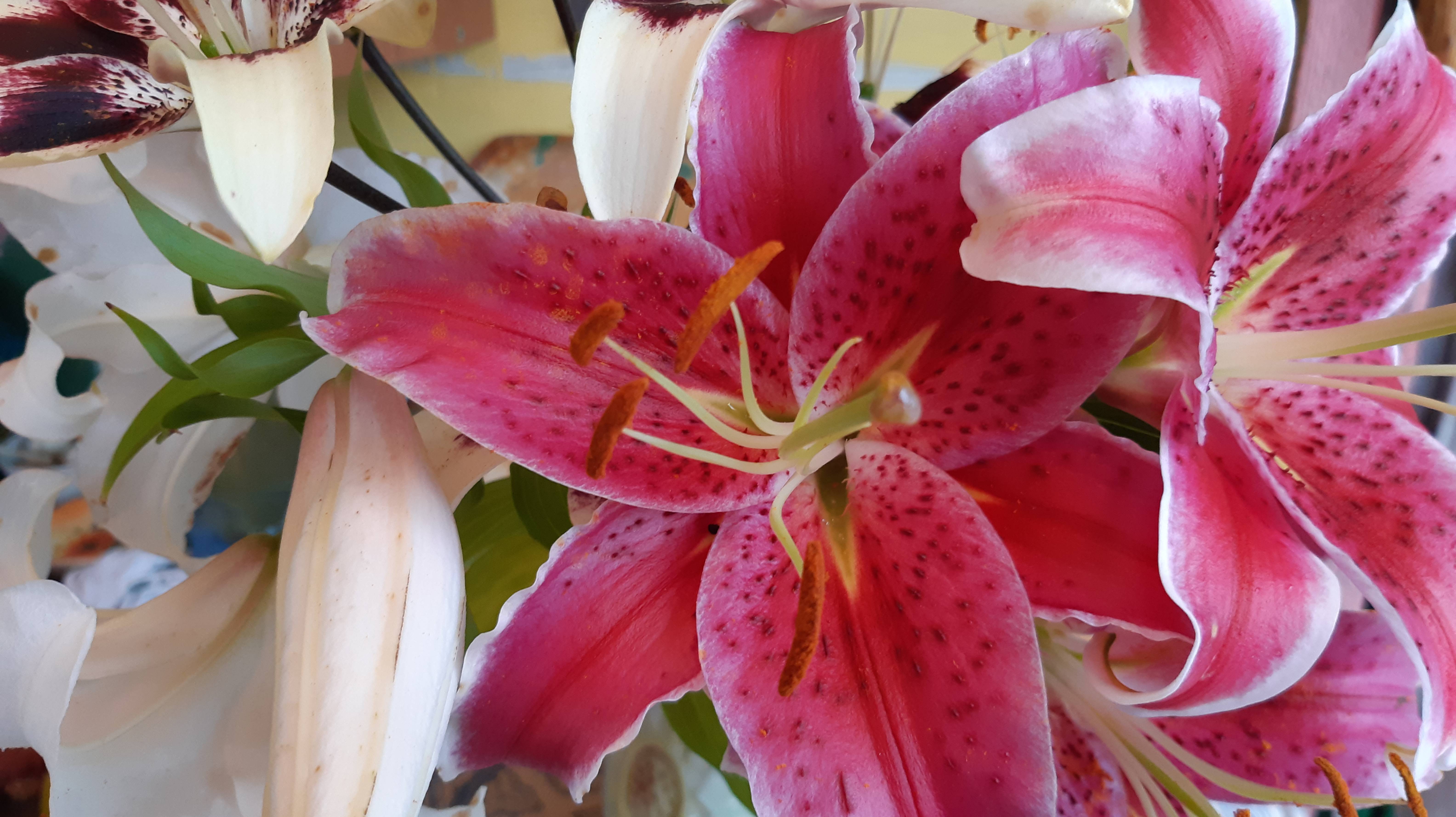 2086.   Восточные лилии,пересадка осенью.