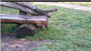 Что это за птичка,? клювом работает как дятел, но не дятел, точно.