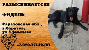 Пропала собака! ФИДЕЛЬ. Саратовская обл., г.Саратов.