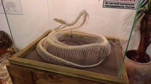 необычные экспозиции