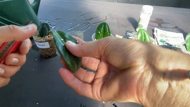 Укоренение перьев зензи с разными препаратами