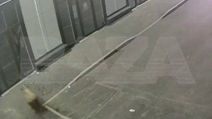 В Башкирии баран разгромил пивной магазин.