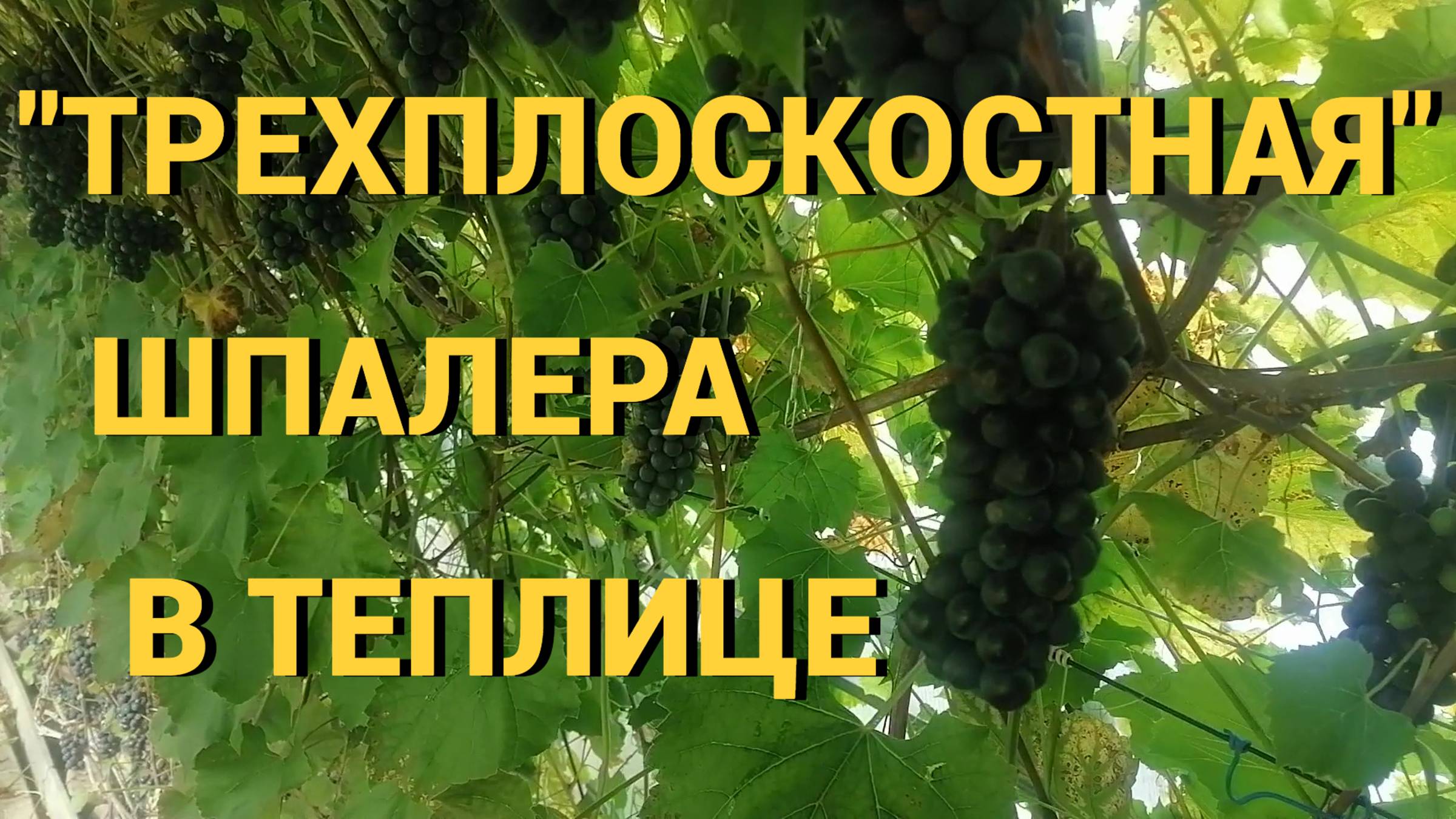 "Трехплоскостная" шпалера в теплице. смотреть онлайн