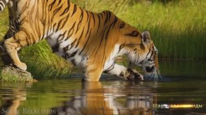 #Коран#АльАнам#СамыеКрасивыеМеста#Relaxation##Islam#Quran#AlAnam#Minshawiy #4кВидео#16часть#