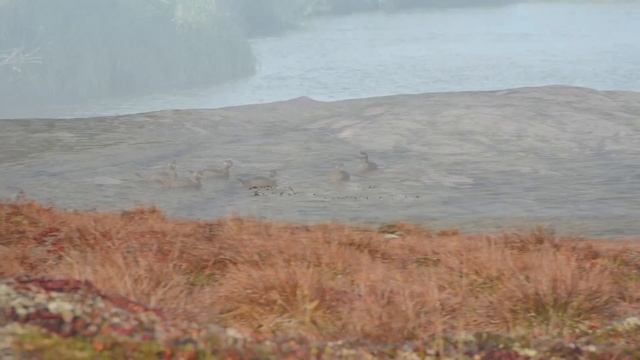 2014-09 Серый гусь plus смотреть онлайн