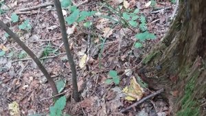 Грибы в конце сентября.