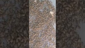 Уход за смотровым ульем