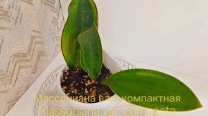 Массониана вар. компактная
Massoniana var. compacta