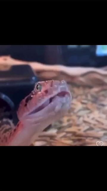 Скачать видео ➡️➡️➡️ в т. Г. https://t.me/cartolega смотреть онлайн