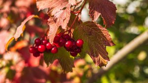 R-8, R-10... Мне они обе нравятся)))