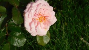 27=09=2025     КРАСНОДАР . ПАРК  СЕРГЕЯ ГАЛИЦКОГО.  ДЕНЬ ГОРОДА.  232  ГОДОВЩИНА.  JPG (106)