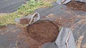 Посадка Голубики