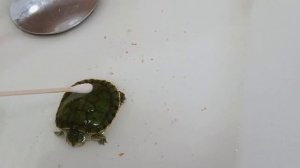 Ухаживаем за черепашкой! 🐢 Скрытая съёмка 📸 ( подглядываем за черепашкой)