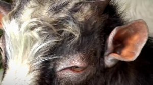 Представители Тверской области могут претендовать на грант -Агростартап- в размере до 7 млн рублей