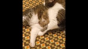 Моя кошечка