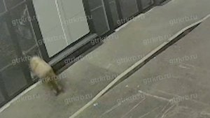 Баран пробил головой витрину колбасного магазина в Башкирии