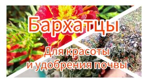 Бархатцы для красоты и удобрения