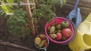 14.09.2025. выдергиваю томаты в теплице. перец ещё в состоянии стресса от пересадки. собрала томаты