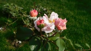 27=09=2025     КРАСНОДАР . ПАРК  СЕРГЕЯ ГАЛИЦКОГО.  ДЕНЬ ГОРОДА.  232  ГОДОВЩИНА.  JPG (104)