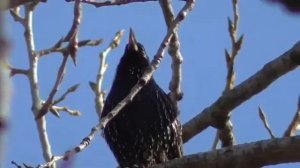 Весна в ФЕНОПАРКЕ