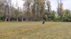 4.  выражено/перв CHEFF HIGHBORN GUARD (Calvados v. Holtkamper Hof – Hope Ana Forest)