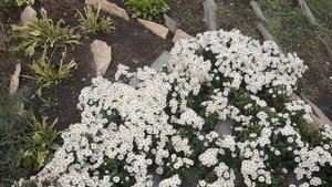 Японско-Китайский парк в эко парке "Зелёный  квартал" в Иноземцево.