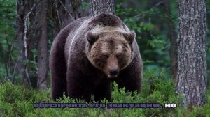 В США черный медведь напал на 72-летнего тракториста